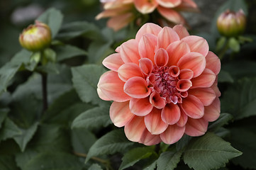 Image showing Pink and red dahlia flowers