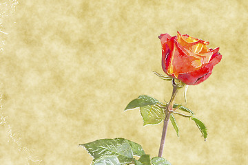 Image showing red rose water color