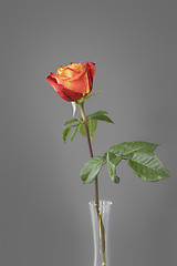 Image showing red rose in front of a gray wall