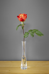 Image showing red rose in front of a gray wall