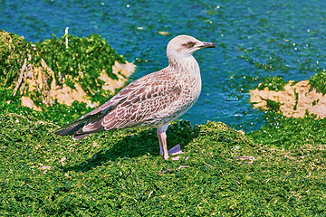 Image showing Birdling of Seagull