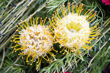 Image showing Two blooming protea pincushion