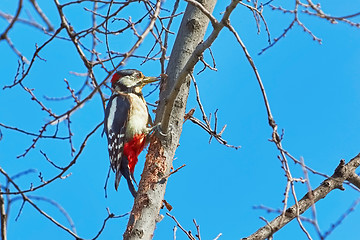 Image showing Woodpecker on the Tree