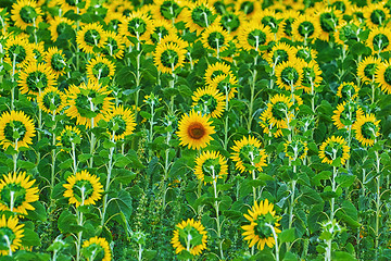 Image showing Far Out Sunflower