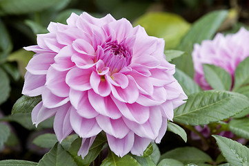 Image showing Pink dahlia flowers