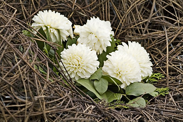 Image showing Decorative of dahlia flowers over dired stalk