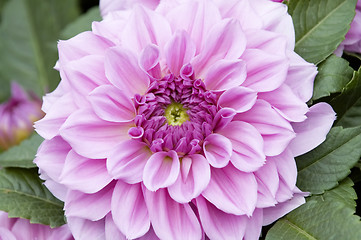 Image showing Pink dahlia flower