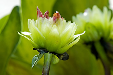 Image showing Green dahlia flowers