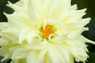 Image showing Blooming dahlia flower