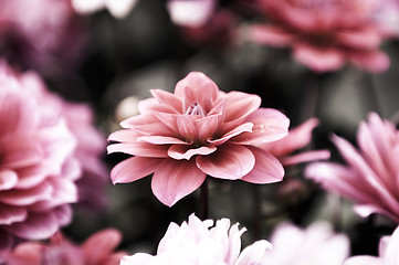 Image showing Blooming dahlia flowers