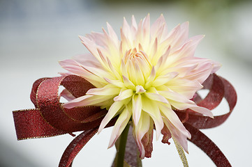 Image showing Blooming dahlia flower