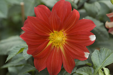 Image showing Blooming dahlia flower