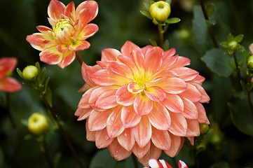 Image showing Blooming dahlia flowers