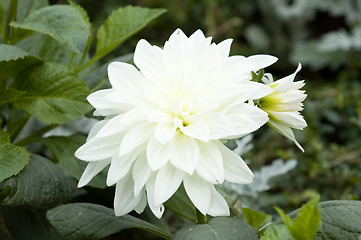 Image showing Blooming dahlia flower