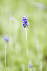 Image showing Lavender