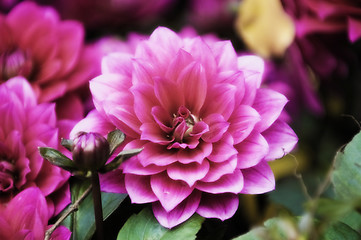 Image showing Blooming dahlia flowers