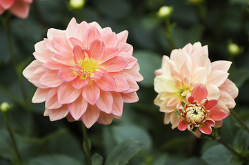 Image showing Blooming dahlia flowers