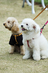 Image showing Two adorable dogs