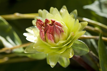 Image showing Green dahlia flower