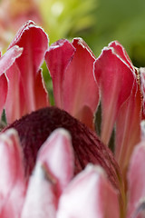 Image showing Close up blooming protea