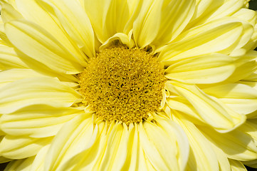 Image showing Blooming dahlia flower