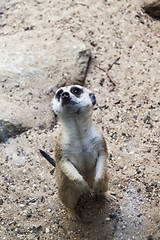 Image showing Meerkat Guard