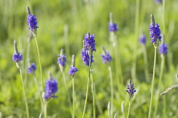 Image showing Lavender