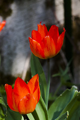 Image showing red tulips