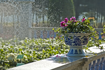 Image showing Pots of flowers
