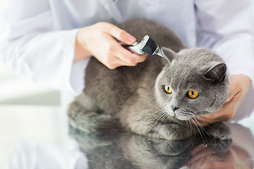 Image showing close up of vet with otoscope and cat at clinic