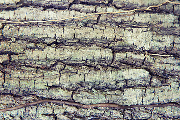 Image showing tree trunk bark texture