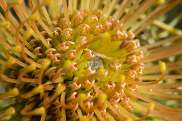 Image showing Yellow blooming protea pincushion