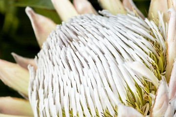 Image showing Blooming protea pincushion