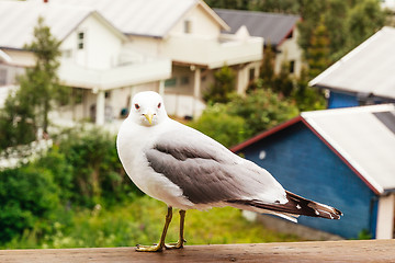 Image showing common seagull