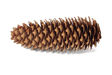 Image showing Spruce cone