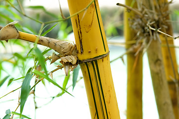 Image showing Bamboo