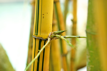 Image showing Bamboo