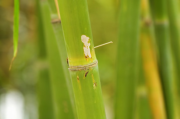 Image showing Bamboo