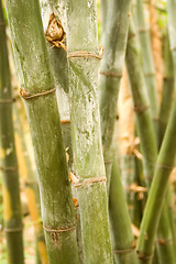 Image showing Bamboo