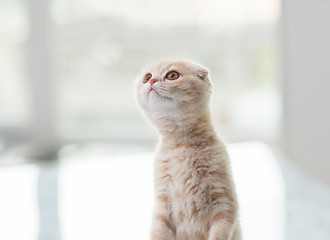 Image showing close up of scottish fold kitten