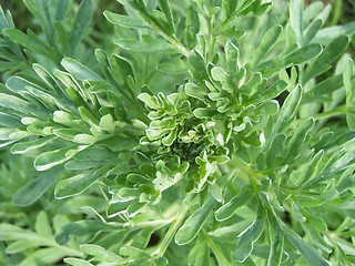 Image showing Green plant