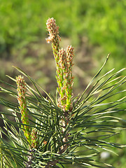 Image showing Pine-tree sprout