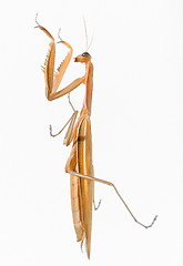 Image showing praying mantis bug