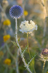 Image showing close up of thorny plant