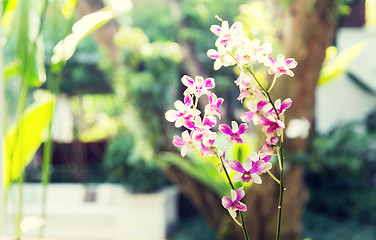 Image showing beautiful orchid flowers