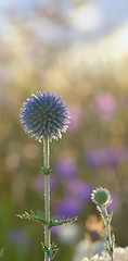 Image showing close up of thorny plant in nature