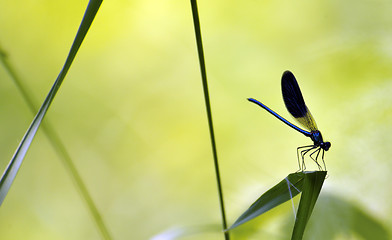 Image showing Swadow of a dragonfly 