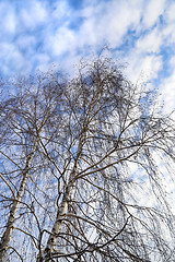 Image showing Tops of birches against a blue sky 