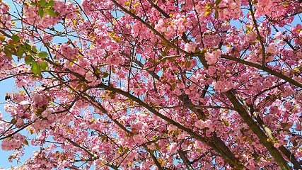 Image showing Beautiful flowers of spring blossoming tree