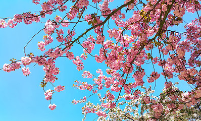 Image showing Beautiful flowers of japanese cherry blossom